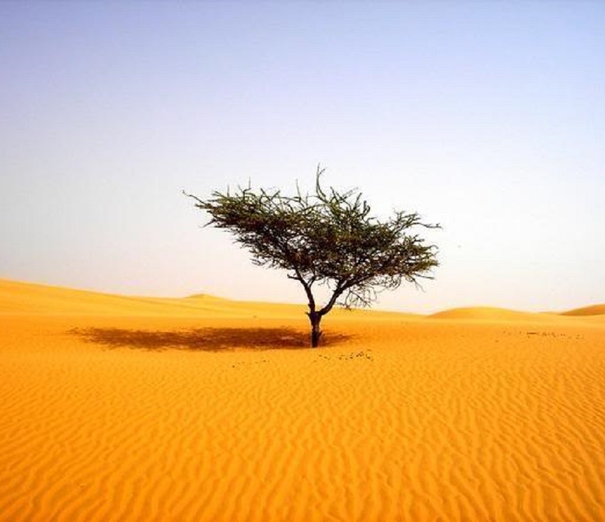 Albero nel deserto - tree in the desert
