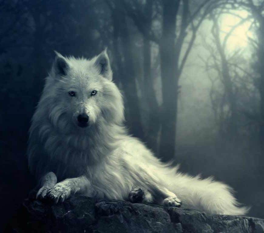 wolf-in-winter