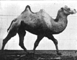 muybridge-camel